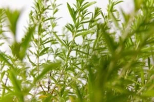 sarriette crampes d'estomacs, et les difficultés à digérer