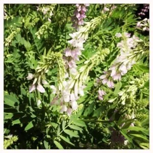 Réglisse ulcères gastroduodénaux et dans les gastrites pour son action cicatrisante et sédative.